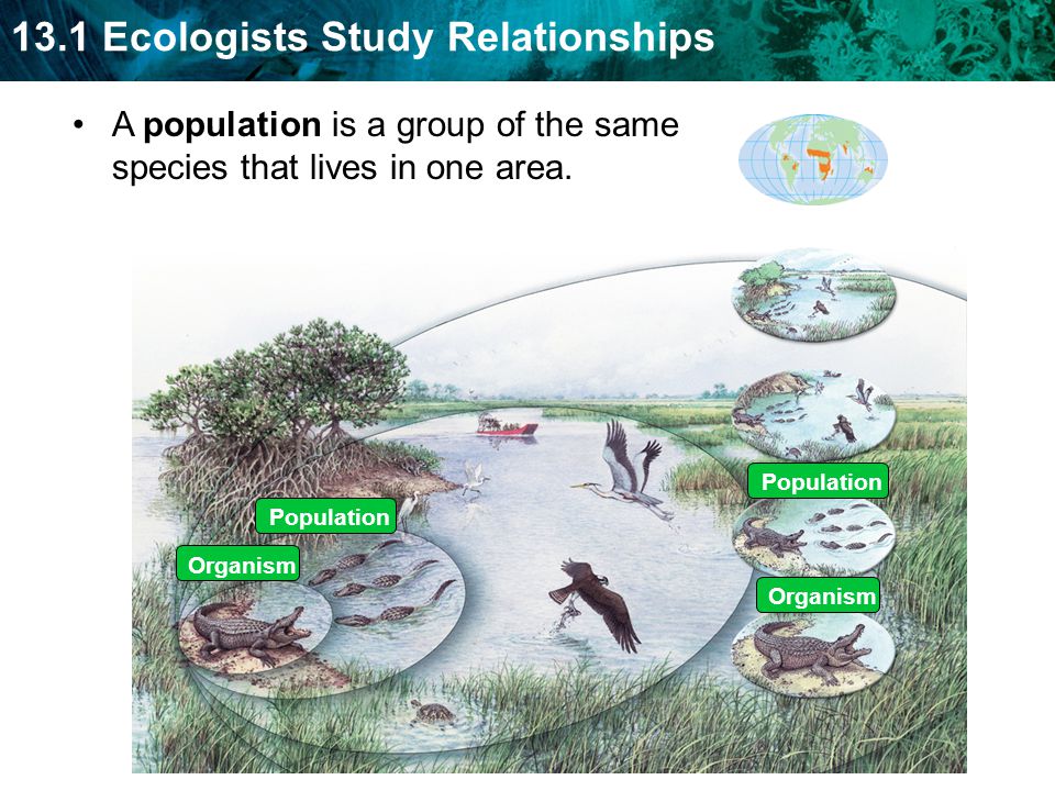 A population is a group of the same species that lives in one area.