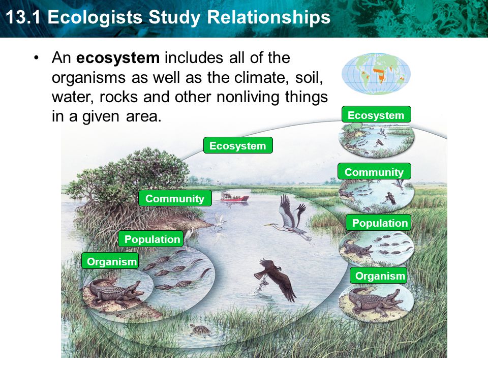 An ecosystem includes all of the organisms as well as the climate, soil, water, rocks and other nonliving things in a given area.