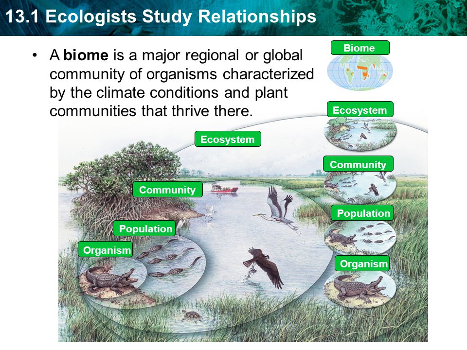 Biome A biome is a major regional or global community of organisms characterized by the climate conditions and plant communities that thrive there.