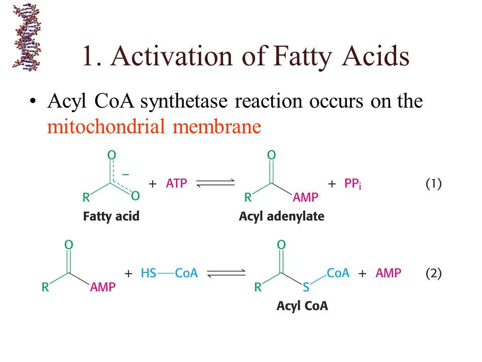 1. Activation of Fatty Acids.