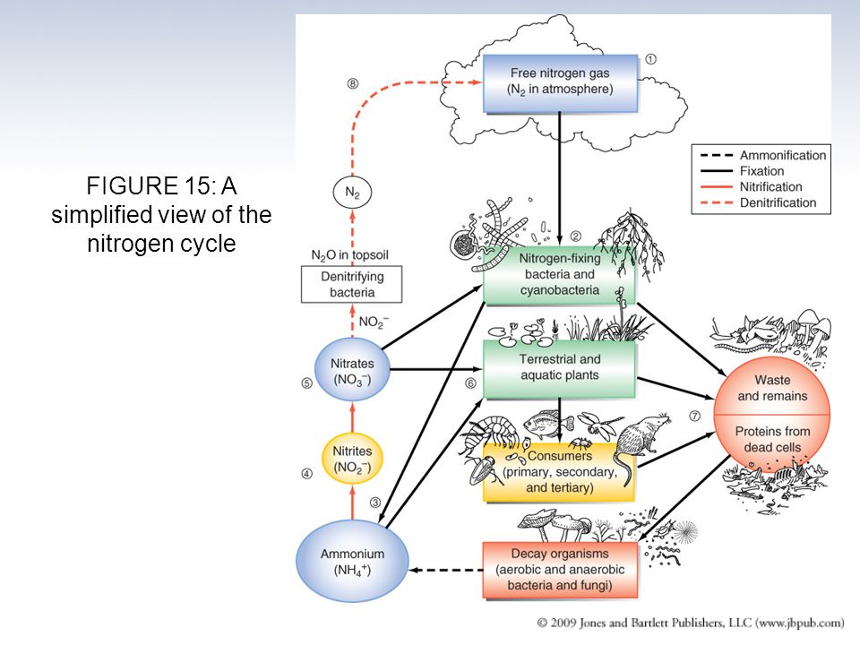 FIGURE 15: A simplified view of the nitrogen cycle