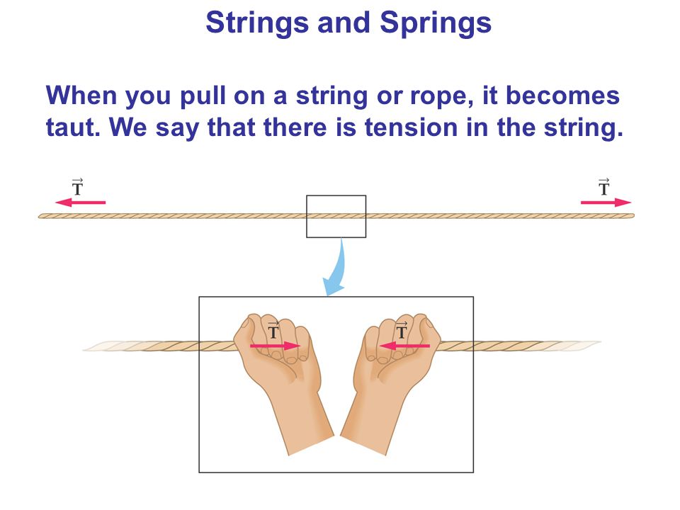 Strings and Springs When you pull on a string or rope, it becomes taut.