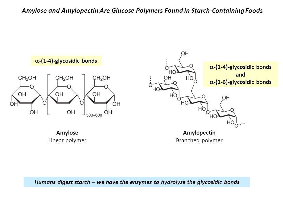 Amylose and Amylopectin Are Glucose Polymers Found in Starch-Containing Foods