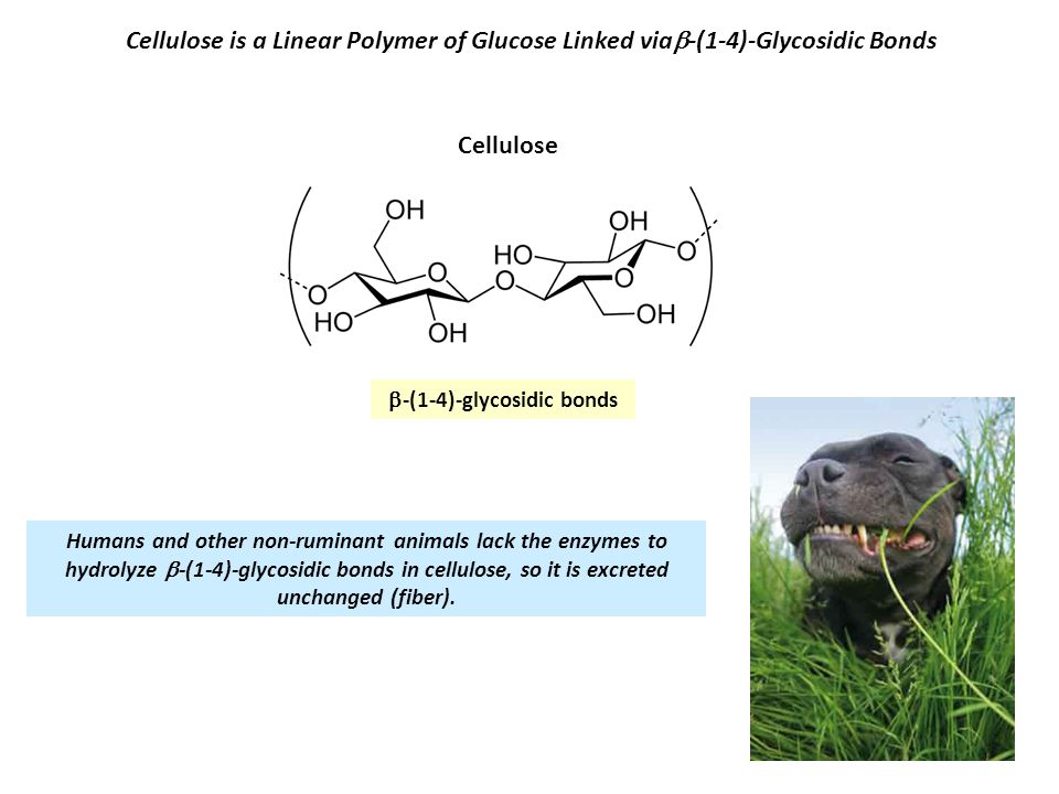 b-(1-4)-glycosidic bonds