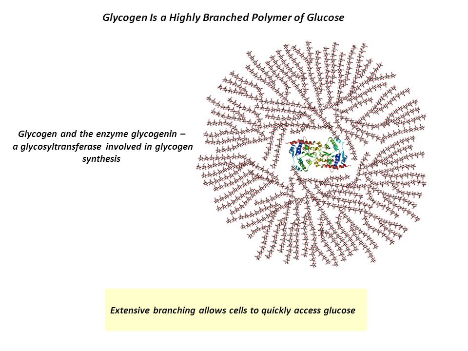 Glycogen Is a Highly Branched Polymer of Glucose
