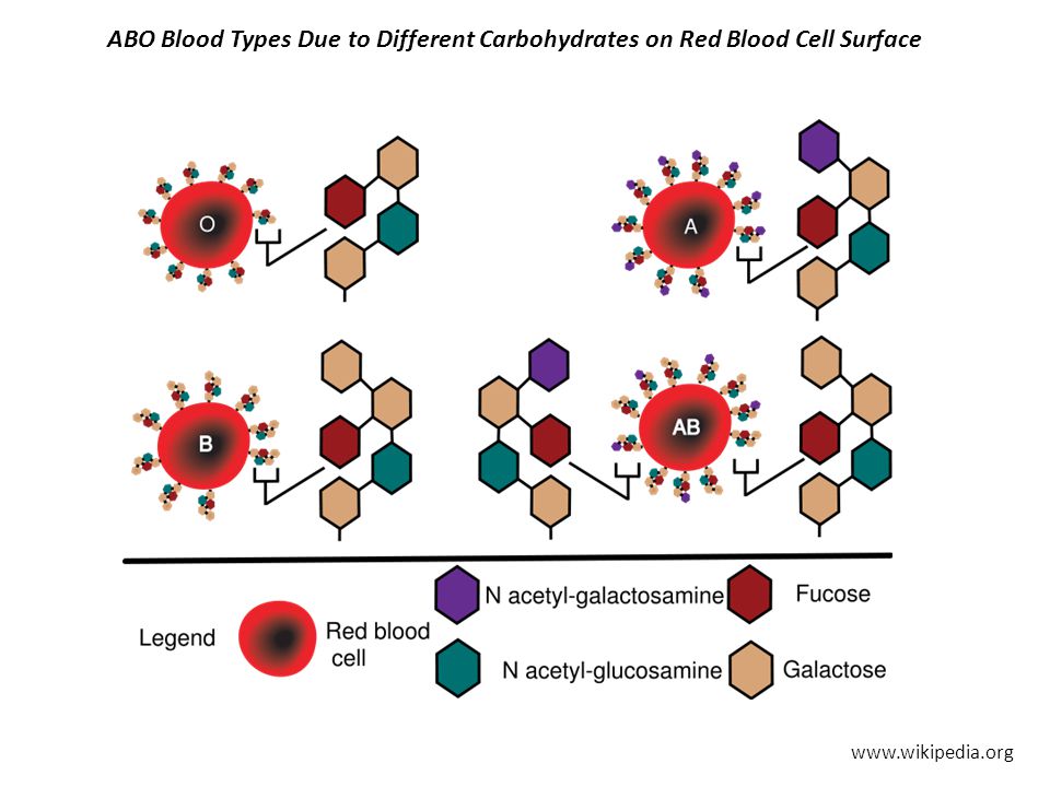 ABO Blood Types Due to Different Carbohydrates on Red Blood Cell Surface
