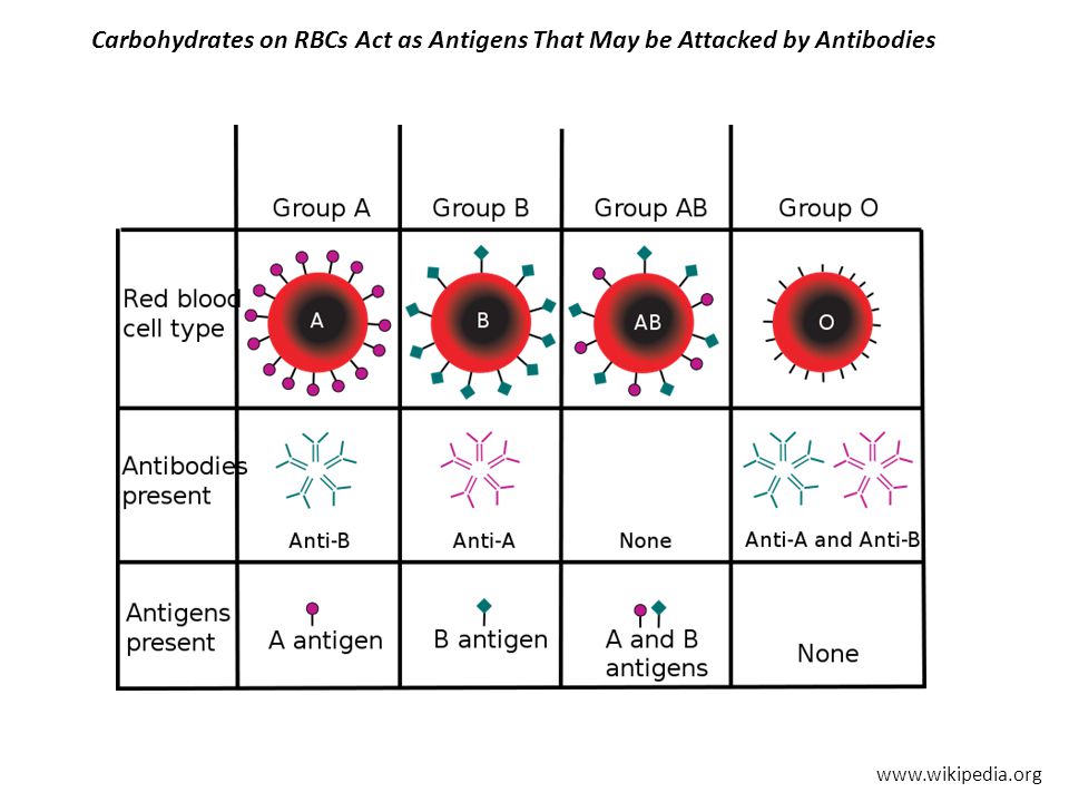 Carbohydrates on RBCs Act as Antigens That May be Attacked by Antibodies