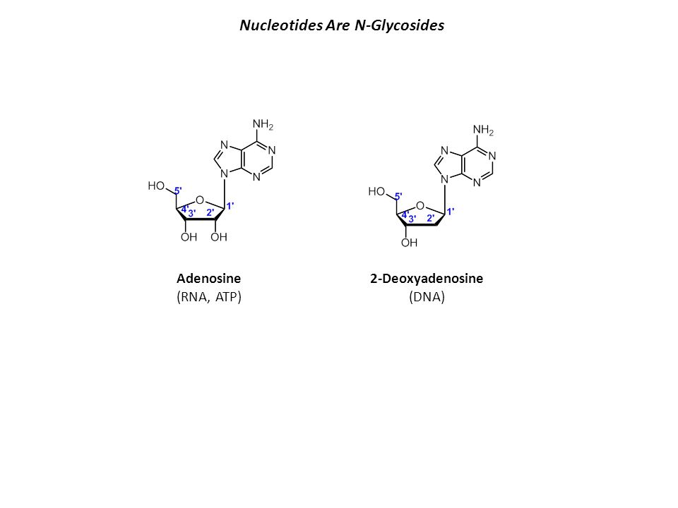 Nucleotides Are N-Glycosides