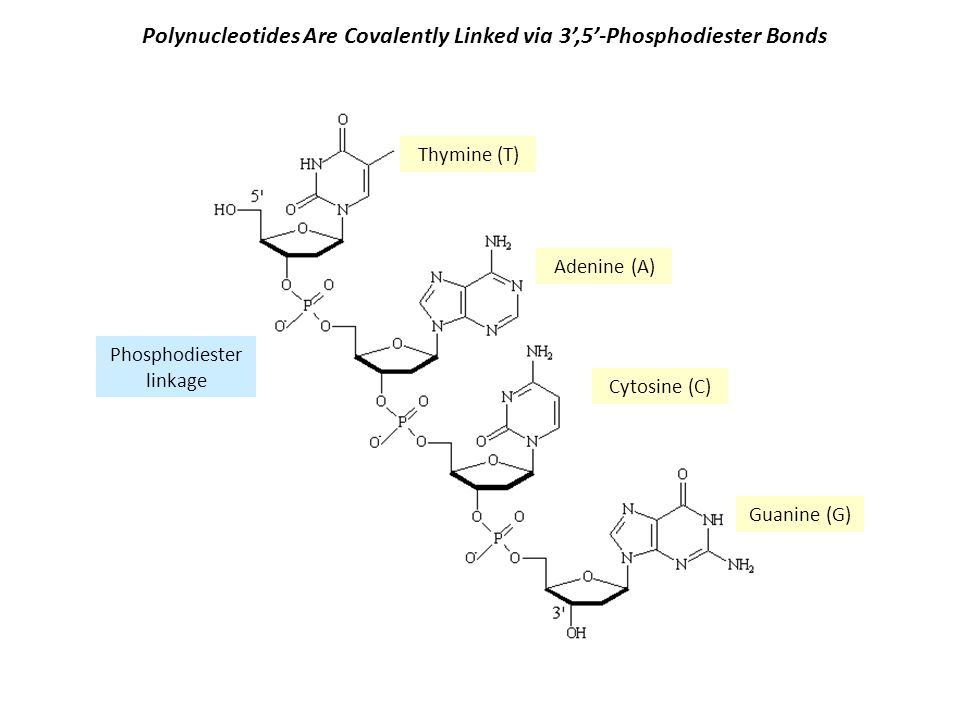 Polynucleotides Are Covalently Linked via 3’,5’-Phosphodiester Bonds