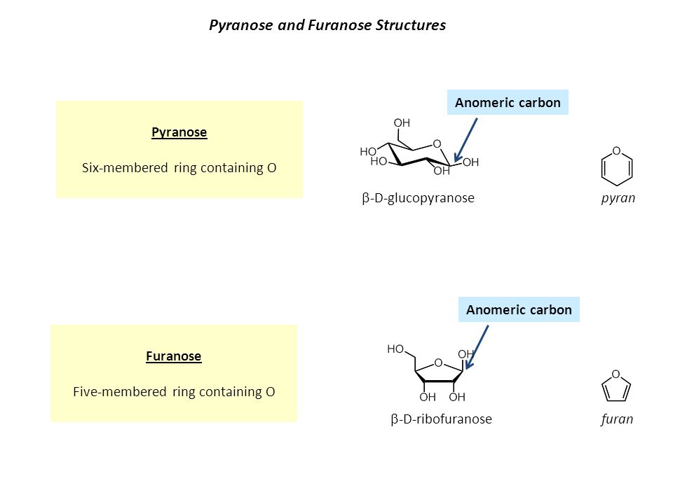 Pyranose and Furanose Structures