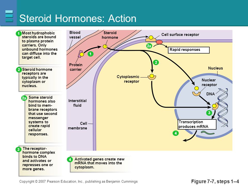 Steroid Hormones: Action.