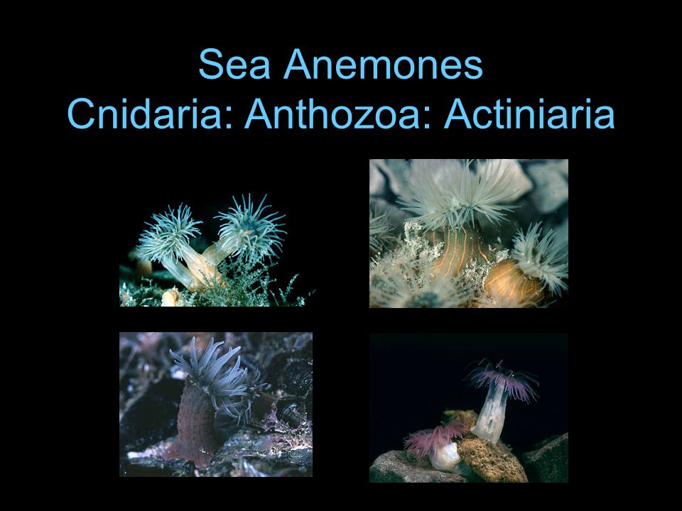 Deep-Sea Anemones (Cnidaria: Anthozoa: Actiniaria) from the South