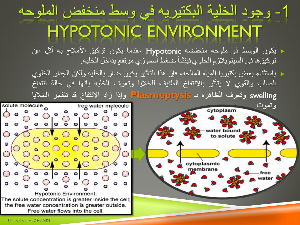 1- وجود الخلية البكتيريه في وسط منخفض الملوحه Hypotonic Environment