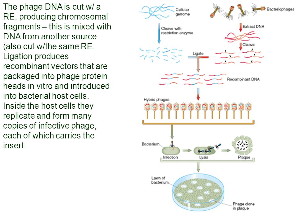 The phage DNA is cut w/ a RE, producing chromosomal fragments – this is mixed with DNA from another source (also cut w/the same RE. Ligation produces recombinant vectors that are packaged into phage protein heads in vitro and introduced into bacterial host cells.