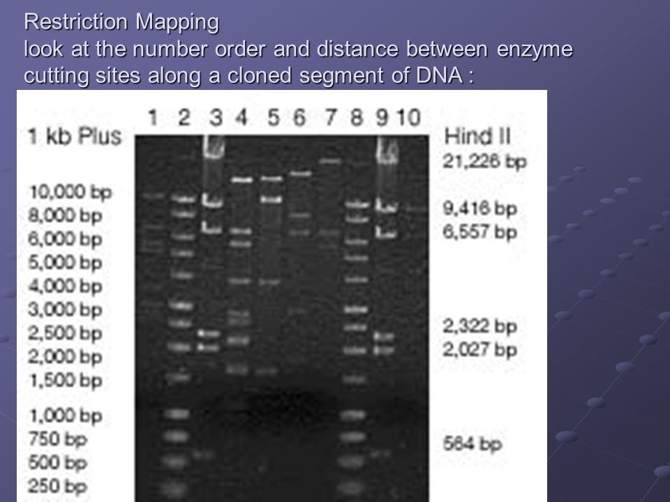 Restriction Mapping look at the number order and distance between enzyme cutting sites along a cloned segment of DNA :