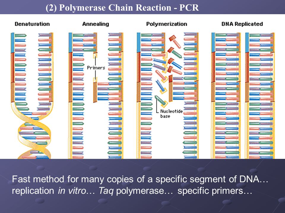(2) Polymerase Chain Reaction - PCR