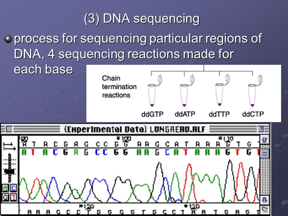 (3) DNA sequencing process for sequencing particular regions of DNA, 4 sequencing reactions made for each base.