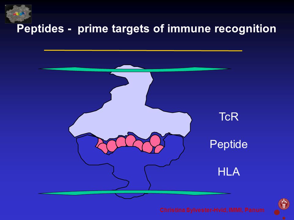 Peptides - prime targets of immune recognition