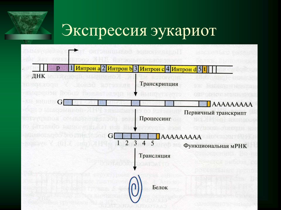 Вид днк у эукариот