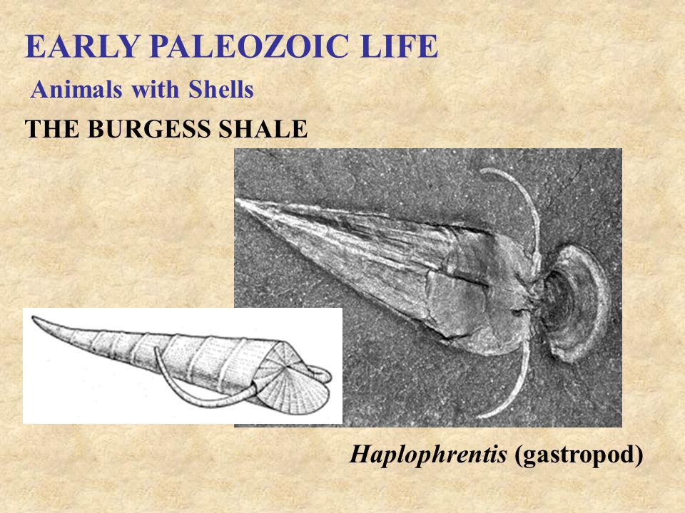 EARLY PALEOZOIC LIFE Animals with Shells THE BURGESS SHALE