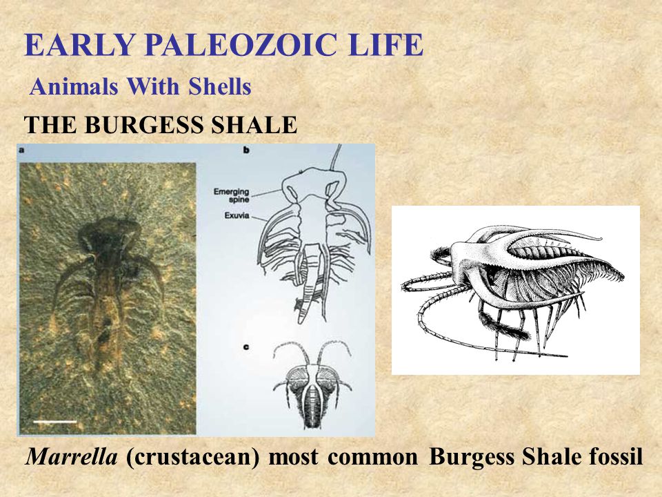 EARLY PALEOZOIC LIFE Animals With Shells THE BURGESS SHALE