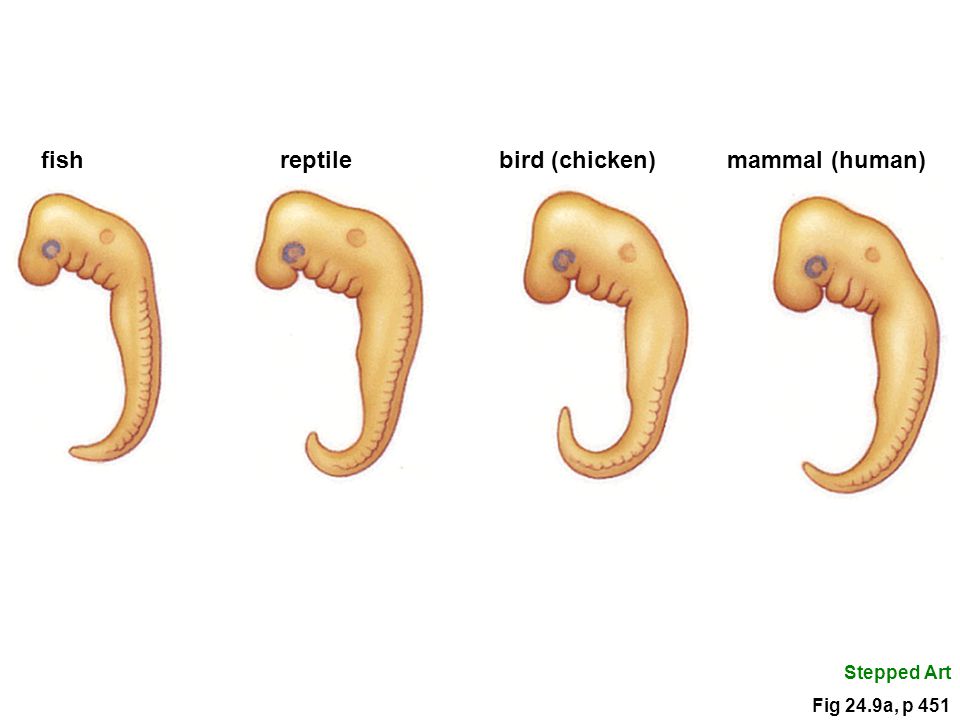 fish embryo vs human embryo