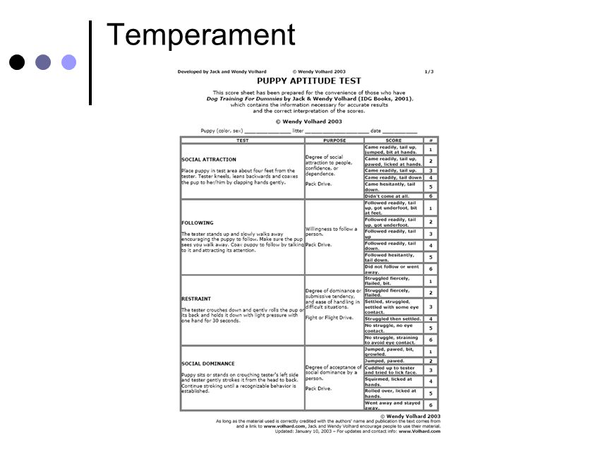 Puppy Temperament Test Score Sheet Scarlet Banda puppy-temperament-test-score-sheet-scarlet-banda