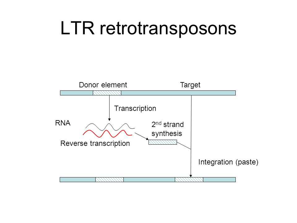 LTR retrotransposons Donor element Target Transcription RNA