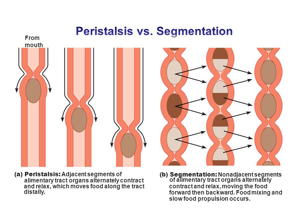 Digestive system ppt video online download