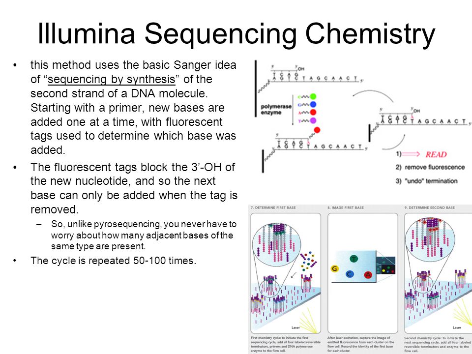 DNA Sequencing. - ppt video online download DNA Sequencing. - ppt video online download