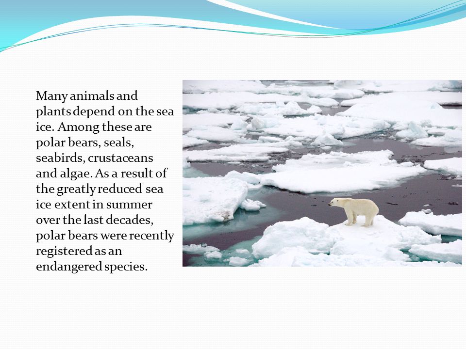 Many animals and plants depend on the sea ice