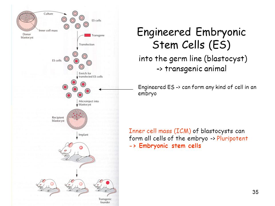 intercellular communication in plants annual plant reviews