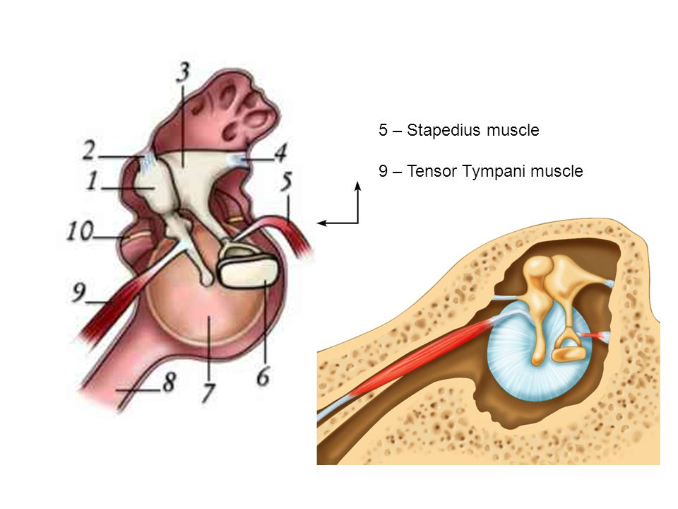 9 - Tensor Tympani muscle. 