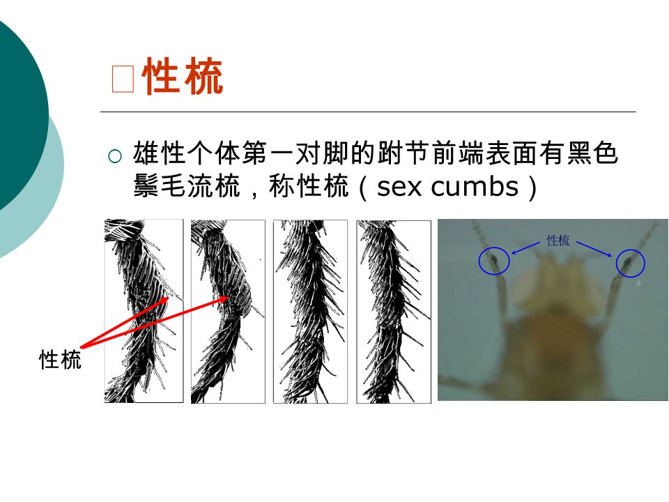 ⑶性梳 雄性个体第一对脚的跗节前端表面有黑色鬃毛流梳，称性梳（sex cumbs） 性梳