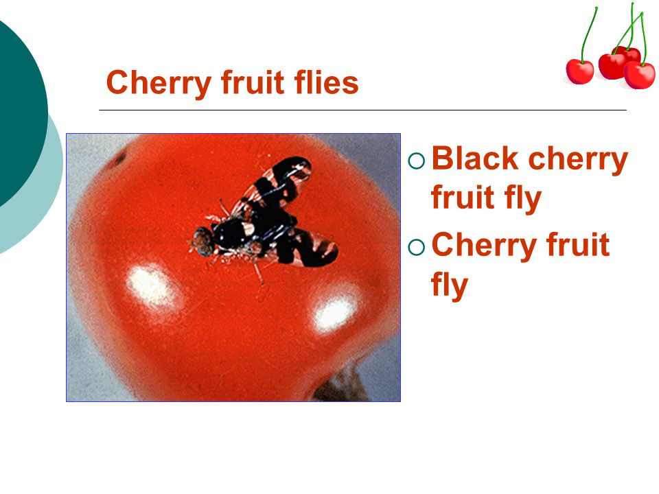 Cherry fruit flies Black cherry fruit fly Cherry fruit fly