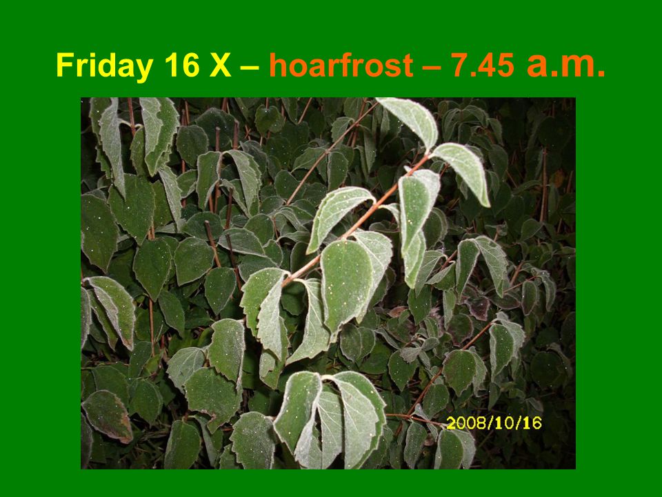 Friday 16 X – hoarfrost – 7.45 a.m.