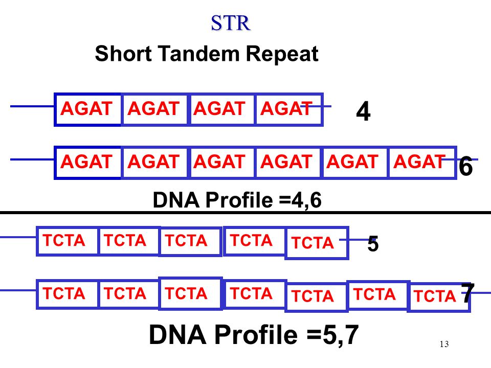 Brief History Of Forensic Dna Typing Ppt Video Online Download