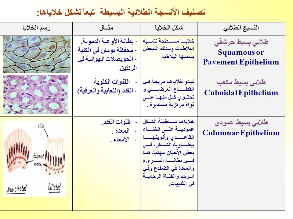 تشريح أجهزة جسم الأنسان بالتفصيل