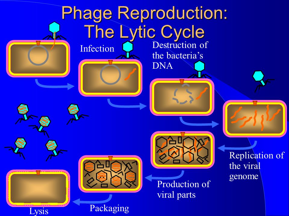 Phage Reproduction: The Lytic Cycle