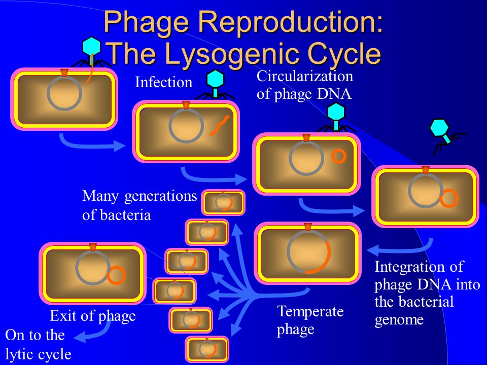Phage Reproduction: The Lysogenic Cycle