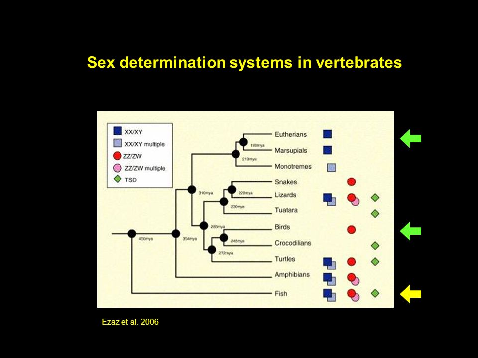 Sex determination systems in vertebrates