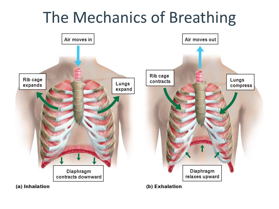 Respiration Chapter 32 Pages. - ppt download
