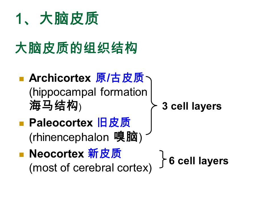 端脑telencephalon ppt video online download