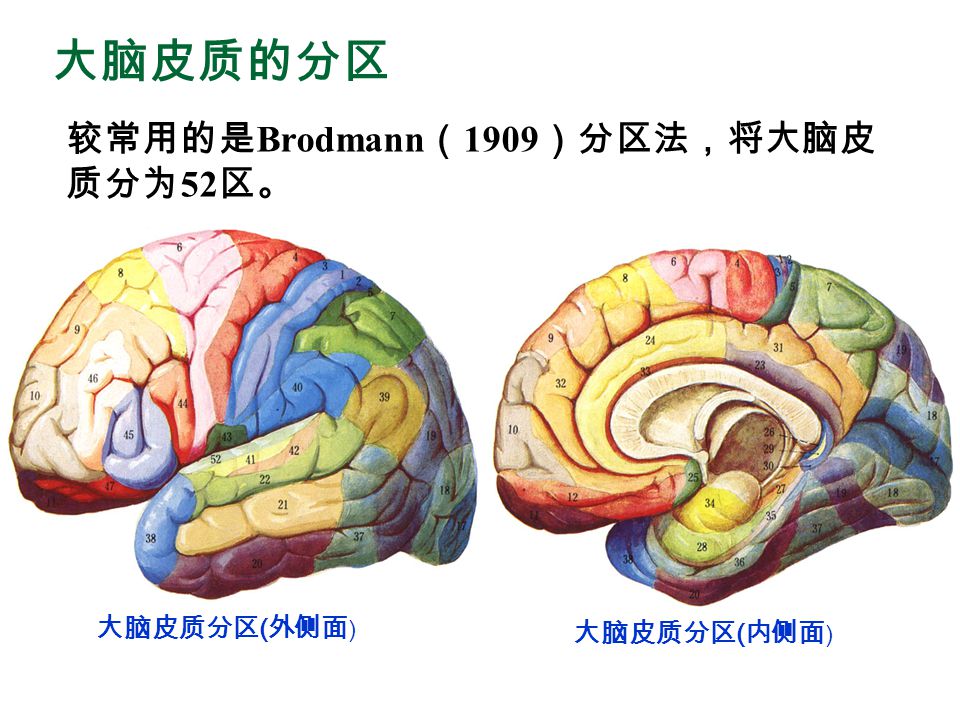 端脑telencephalon ppt video online download