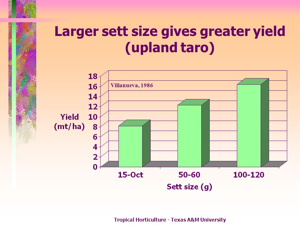 Larger sett size gives greater yield (upland taro)