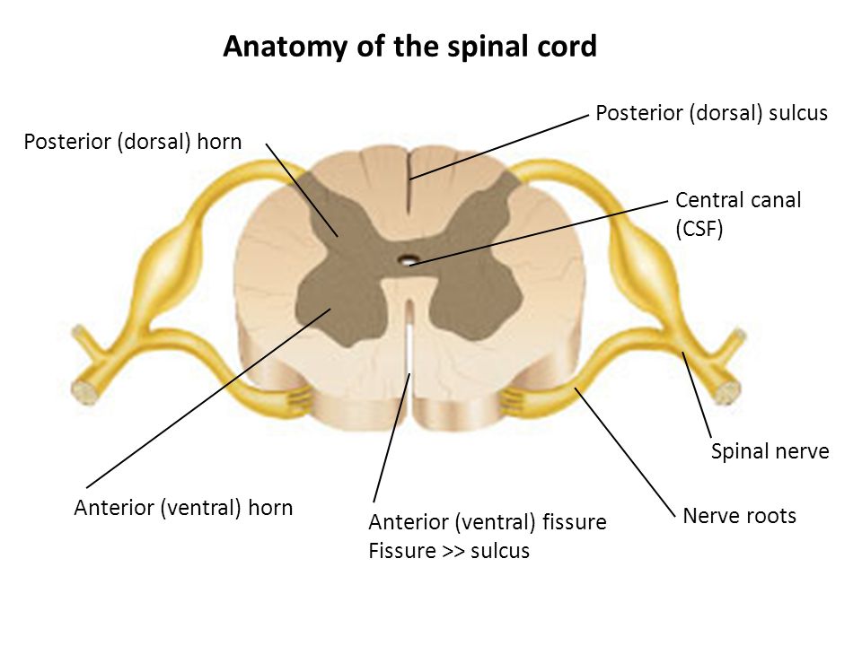 Anatomy of the spinal cord.