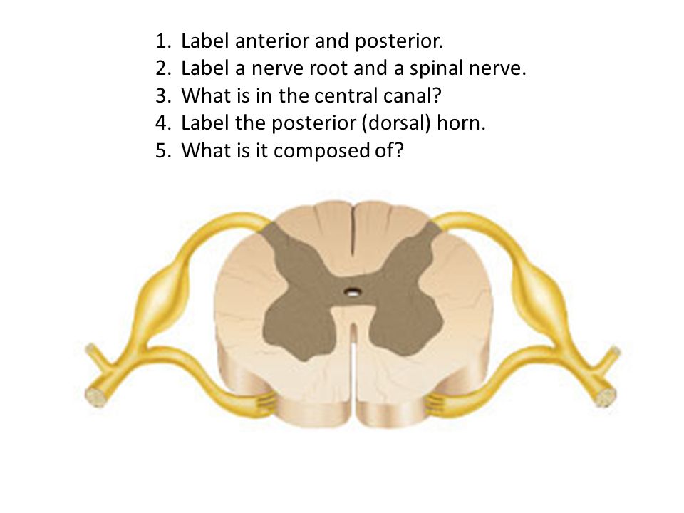 Spinal cord cross section diagram labeled