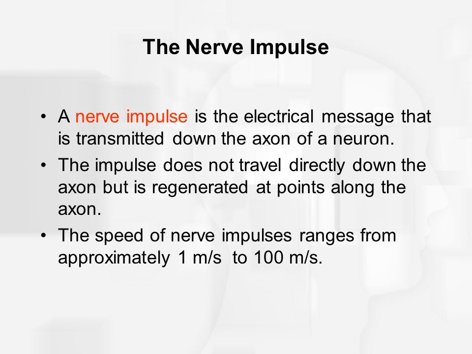 The Nerve Impulse A nerve impulse is the electrical message that is transmitted down the axon of a neuron.