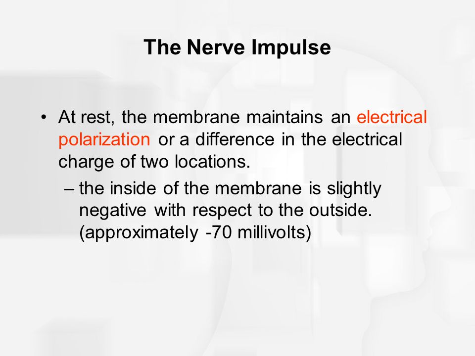 The Nerve Impulse At rest, the membrane maintains an electrical polarization or a difference in the electrical charge of two locations.