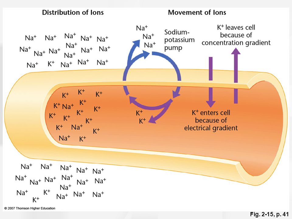Figure 2.15: The sodium and potassium gradients for a resting membrane.